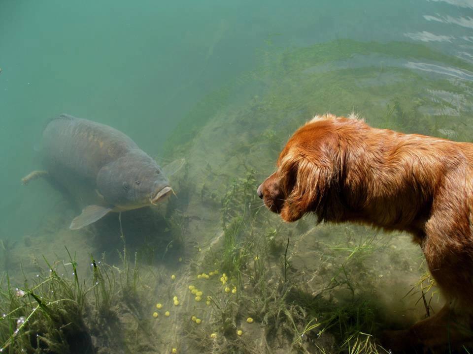 funny fishing  - 971480.jpg